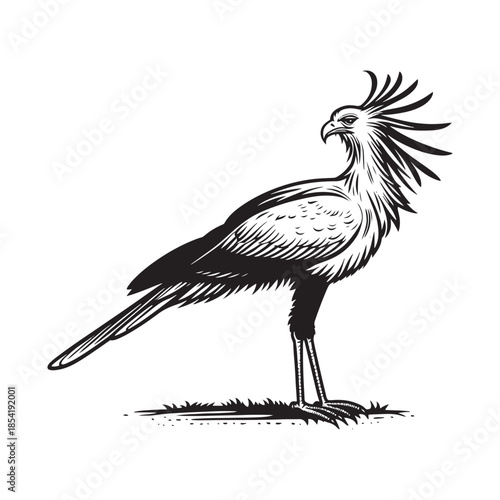 Majestic bird with unique feathered crest standing on grass