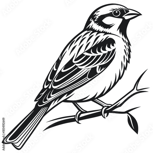 Placeholder image display