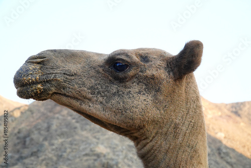 Portrait of a dromedary camel (Camelus dromedarius) near Marsa Alam, Eastern Sahara, Egypt, Africa.