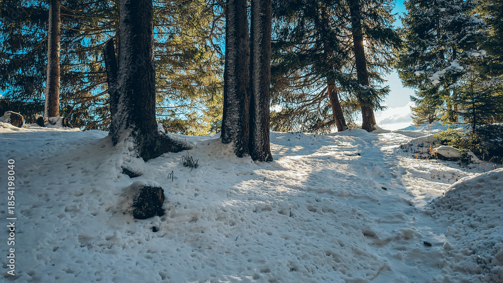 Fototapeta premium Snowy forest floor in winter