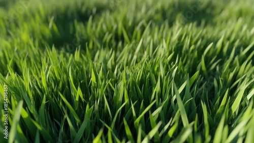 Wallpaper Mural Fresh Green Grass Blades in Sunlight. Torontodigital.ca