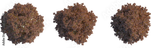 Tableau sur toile Fagus sylvatica tree plan, top view, cutout, 4k png, isolate, Good for architect