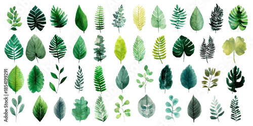 Collection of diverse evergreen trees in various shapes and sizes with a white background