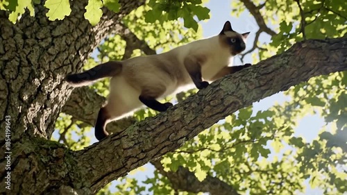 Climbing skillfully upward, an agile cat ascends a tall sturdy oak tree