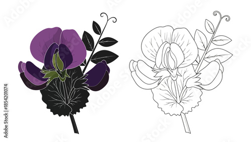 Detailed illustrations of sweet pea flowers color and black and white versions