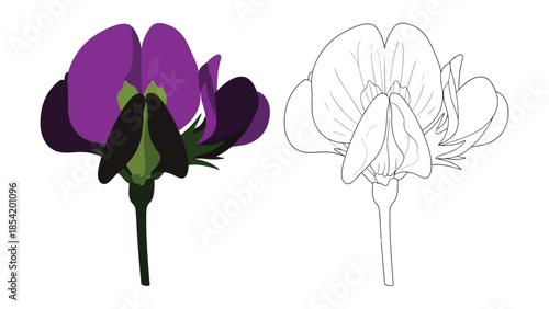 Detailed illustration of a purple flower with a corresponding line drawing