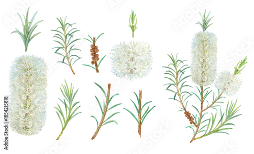 Australia tea tree flowers hand painted with watercolor isolated on transparent background