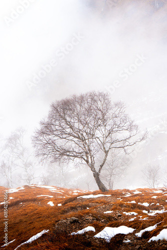 tree in the clouds in the mountains, Italy