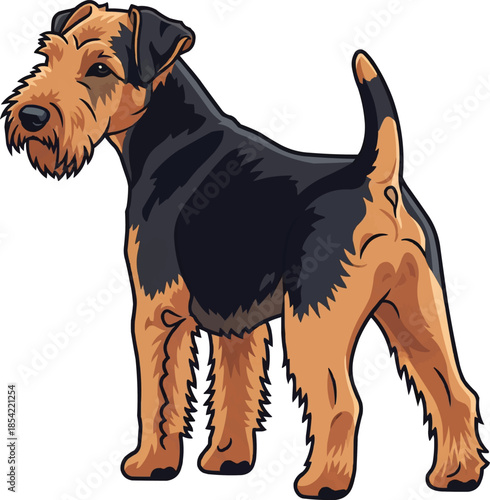 Lakeland Terrier dog standing rear view looking away attentive 