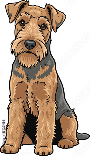 Lakeland Terrier dog sitting relaxed attentive pose front view