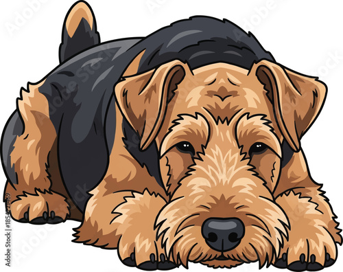 Lakeland Terrier dog lying down relaxed resting facing front pose
