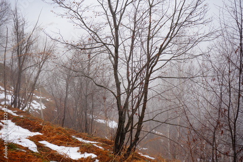 tree in the snow