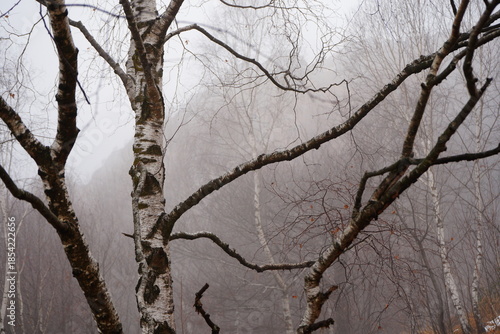 trees in the fog