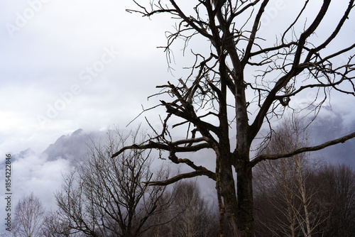 tree in the fog