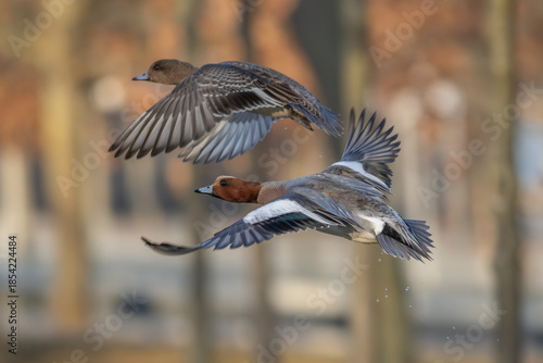 Eurasian wigeon (Mareca penelope) - Pfeifente
