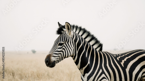 Wild Zebra in Natural Habitat