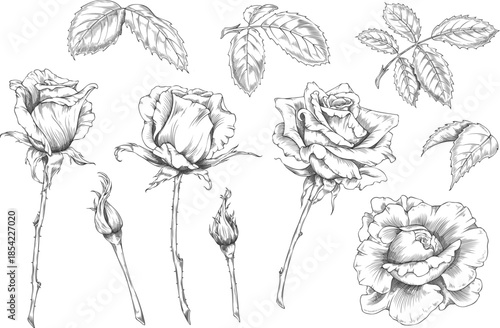 Rose flowers blossom, leaves and buds on stem vector engraved hand drawn illustrations set, blooming sketch collection