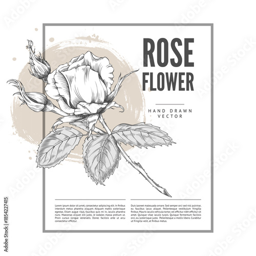 Vintage poster with a rose on a stem with buds and leaves.