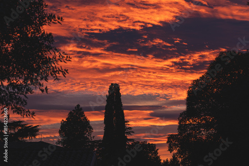 sagome nere di vari alberi in primo piano con bellissimo cielo nuvoloso al tramonto, dai colori caldi e brillanti sullo sfondo