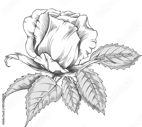 Sketch of a blooming rose, vintage rose flower bud ink style, vector engraved hand drawn blossom nature design element