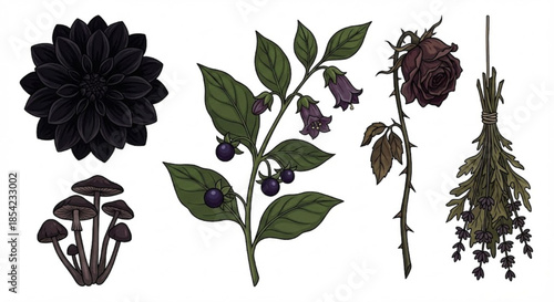 Dark and Mysterious Botanical Elements Flowers, Berries, and Mushrooms Illustration