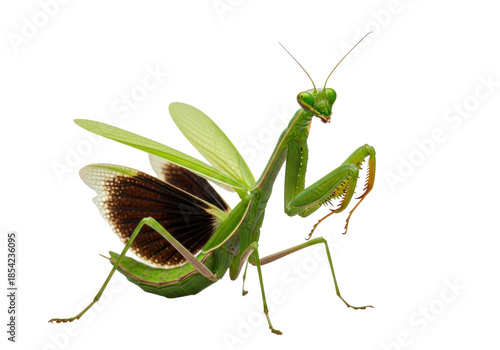 full-bodied emerald green praying mantis isolated on a seamless white studio background, showcasing luminous segmented chitin and spiky raptorial forelegs in a poised hunting stance, geometric