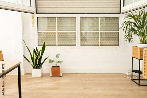 Indoor green plants decorating a bright home interior