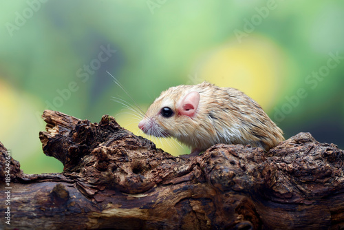 a desert rat known as gerbil ,looking for food