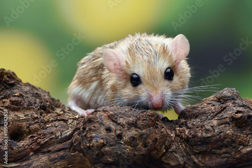 a desert rat known as gerbil ,looking for food