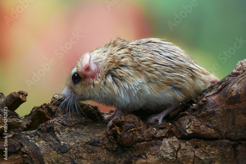 a desert rat known as gerbil ,looking for food
