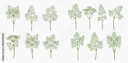 Set of hand-drawn parsley, cilantro, and dill herb branches for culinary use and decoration.