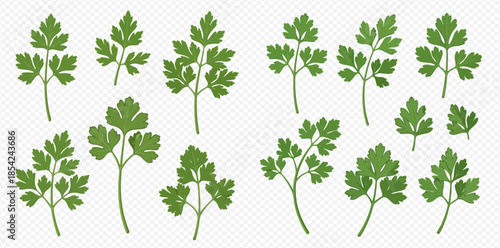 Set of fresh green parsley leaves and sprigs, culinary herb for cooking and garnishing food.
