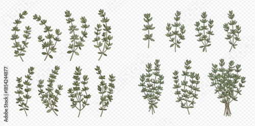 Set of fresh thyme sprigs and bunches with green leaves, aromatic herb for cooking.
