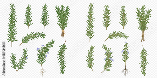 Set of fresh green rosemary branches with leaves and flowers, culinary herb collection.
