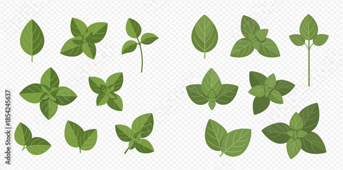 Collection of Fresh Green Basil and Mint Leaves for Culinary Use.