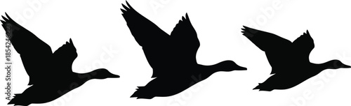 Graceful silhouettes of three ducks in flight above stylized water ripples