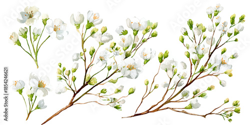 Background with tiny white flowers (gypsophila paniculata), blurred. Flower transparent background