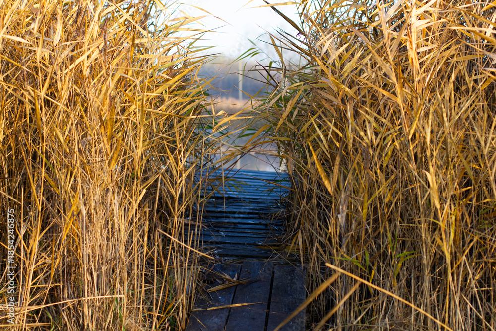 Fototapeta premium A wooden pier, framed on both sides by golden reeds juts out into the calm water. In the soft autumn light the reed-covered pier creates an atmosphere of peaceful rustic tranquility on the lakeshore.