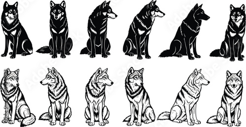 Wolf illustration and silhouette vector set featuring sitting wild canine poses detailed black white animal designs isolated background collection art