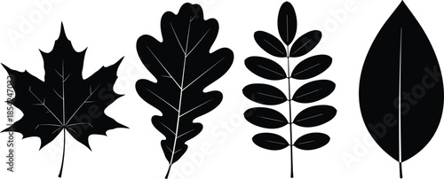Leaf silhouette collection with different botanical shapes minimal black plant foliage icons isolated on white background vector illustration