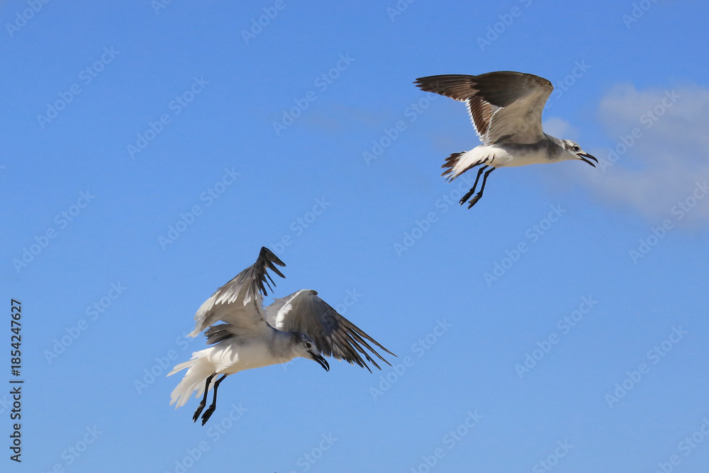 Obraz premium Möwe im Flug