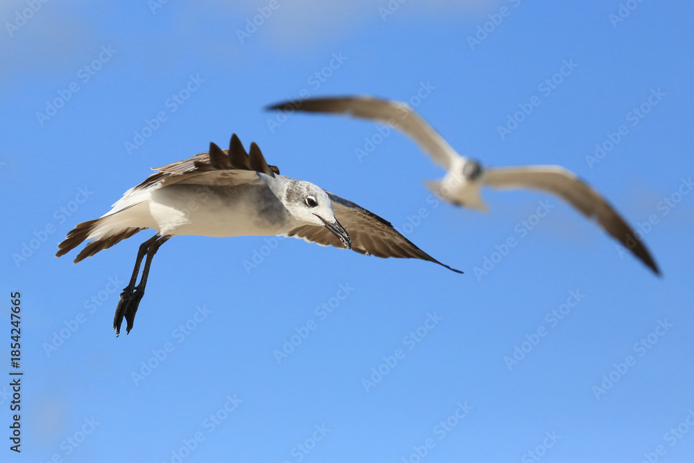 Fototapeta premium Möwe im Flug