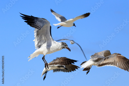 Viele Möwen im Flug