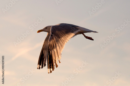 Möwe im Flug beim Sonnenuntergang