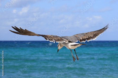Möwe (von hinten) im Flug über schönem Meer