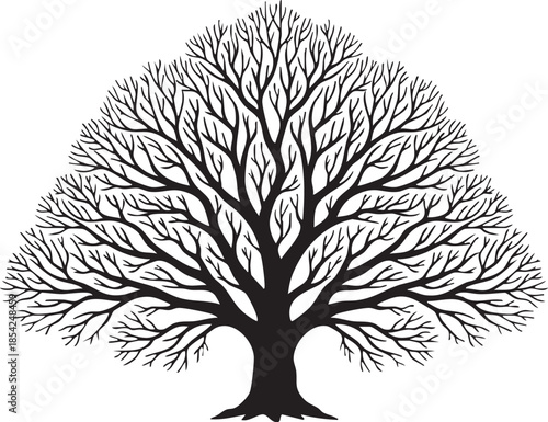 Ancient Leafless Oak Tree with Symmetrical Barren Branches Silhouettes isolated on white background