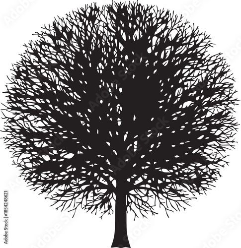 Leafless Tree with Dense Fine Mesh Twig Canopy Silhouettes isolated on white background