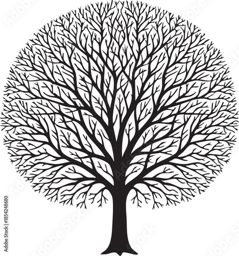 Mature Barren Tree with Rounded Canopy Intricate Branch Structure Silhouettes isolated on white background