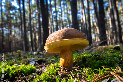 Bbay bolete mushroom close up