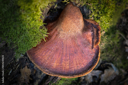 Beefsteak fungus close up